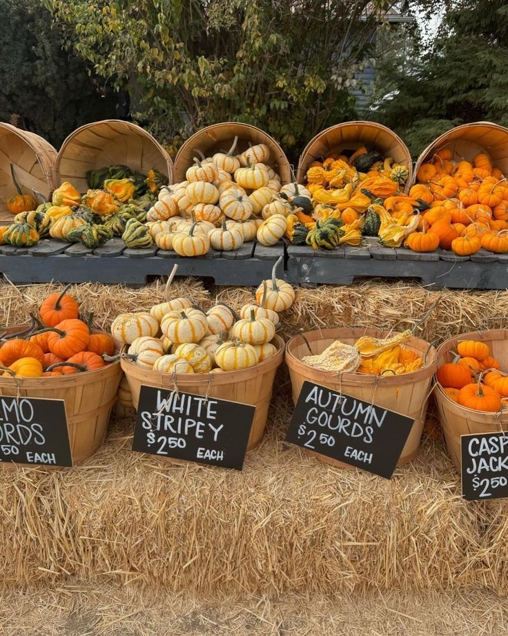 Gourds and pumpkins